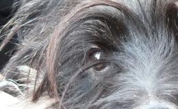 my dogs eye - croppped